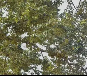 42 Perch Land with Half-Built House – Rambukkana