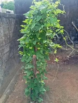 Wattegedara Suramya Mawatha 12.5 Perches of Land for Sale