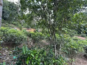 පින්න දූව අධිවේගී පිවිසුම අතේ දුරින් හොඳම තැනක්