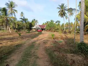 තිත්තකඩේ හලාවත අක්කර 2 විකිණීමට