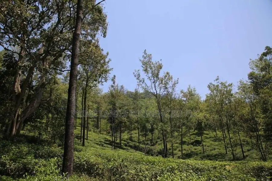 Land for Sale in Pussellawa