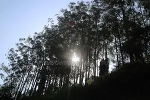 Land for Sale in Pussellawa