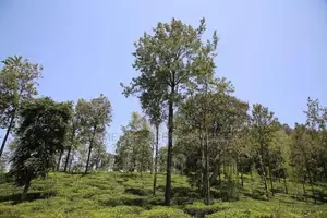 Land for Sale in Pussellawa