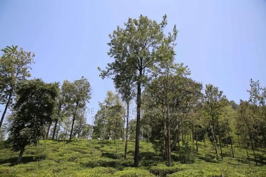 Land for Sale in Pussellawa