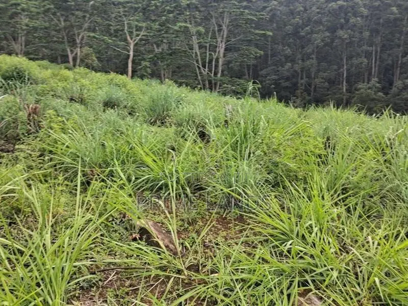 Valuable Land for Sale in Pussellawa Wahurupitiya
