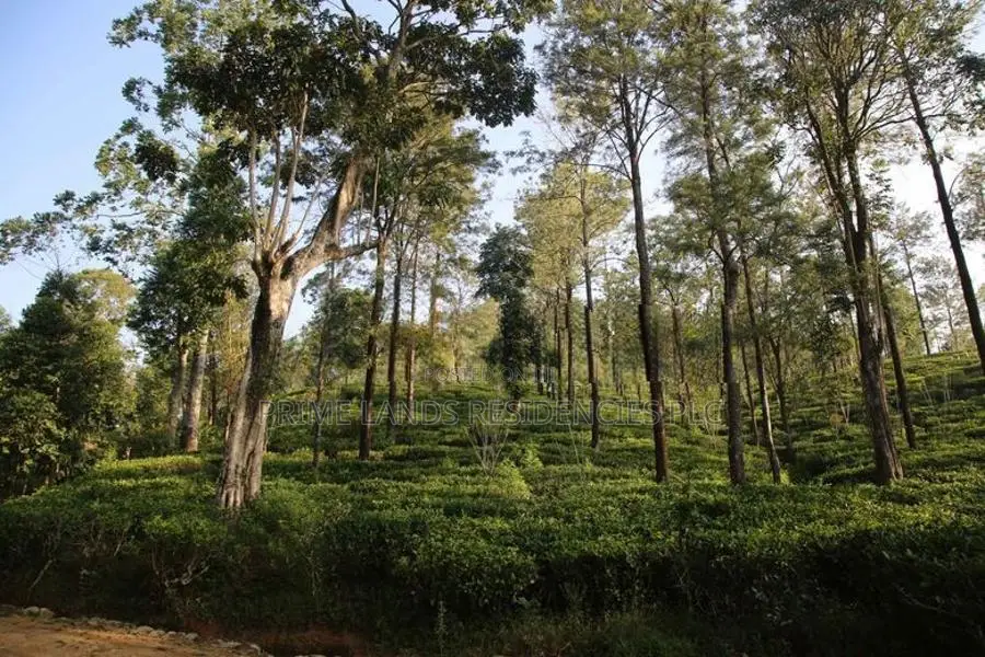 Land for Sale in Pussellawa