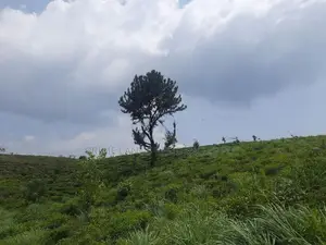Land for Sale in Ramboda