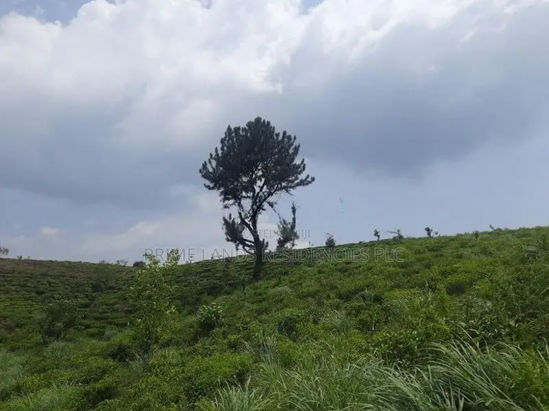 Land for Sale in Ramboda