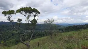 Land for Sale in Nillamba
