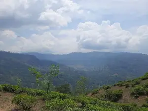 Land for Sale in Pundaluoya