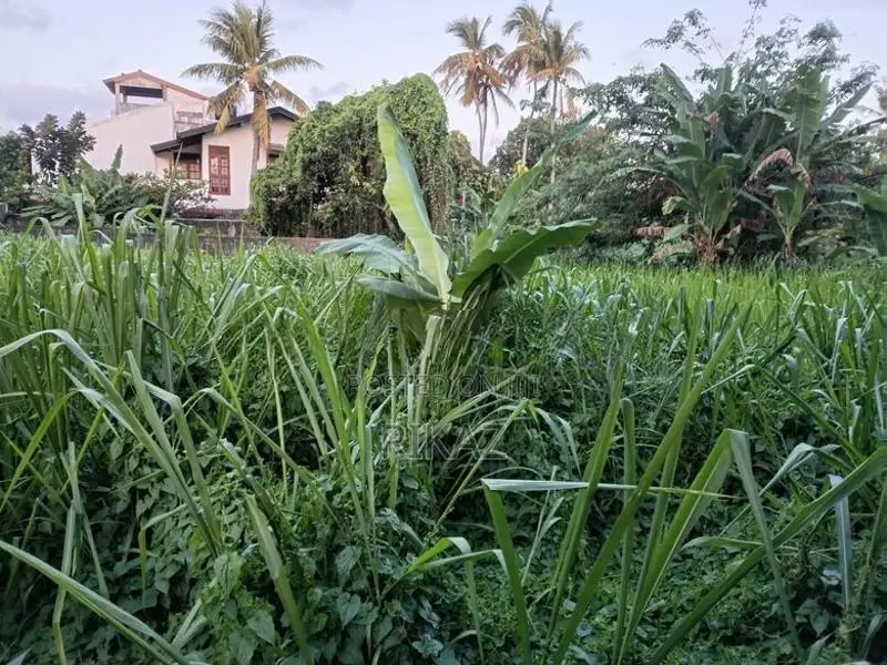Land for Sale - Temples Road, Mountlavinia