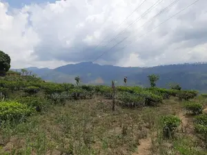 Land for Sale in Pundaluoya
