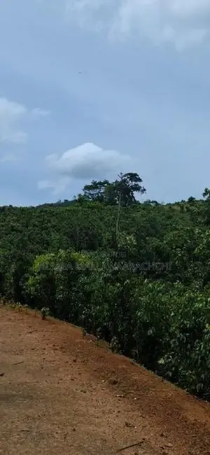 Cinnamon Planted Land for Sale in Mulatiyana Road, Matara