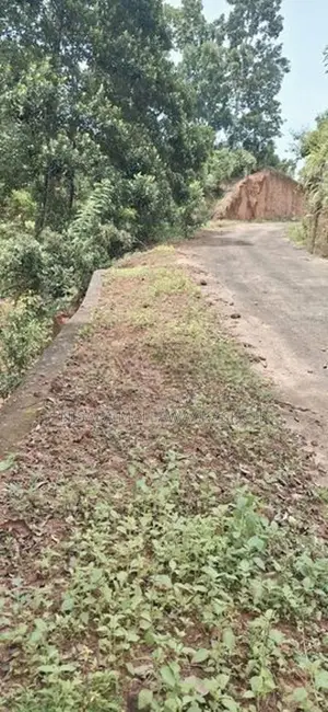 Cinnamon Plantation Land for Sale in Kamburupitiya