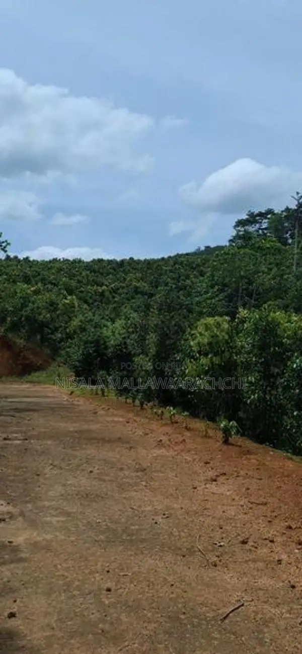 Cinnamon Planted Land for Sale in Mulatiyana Road, Matara