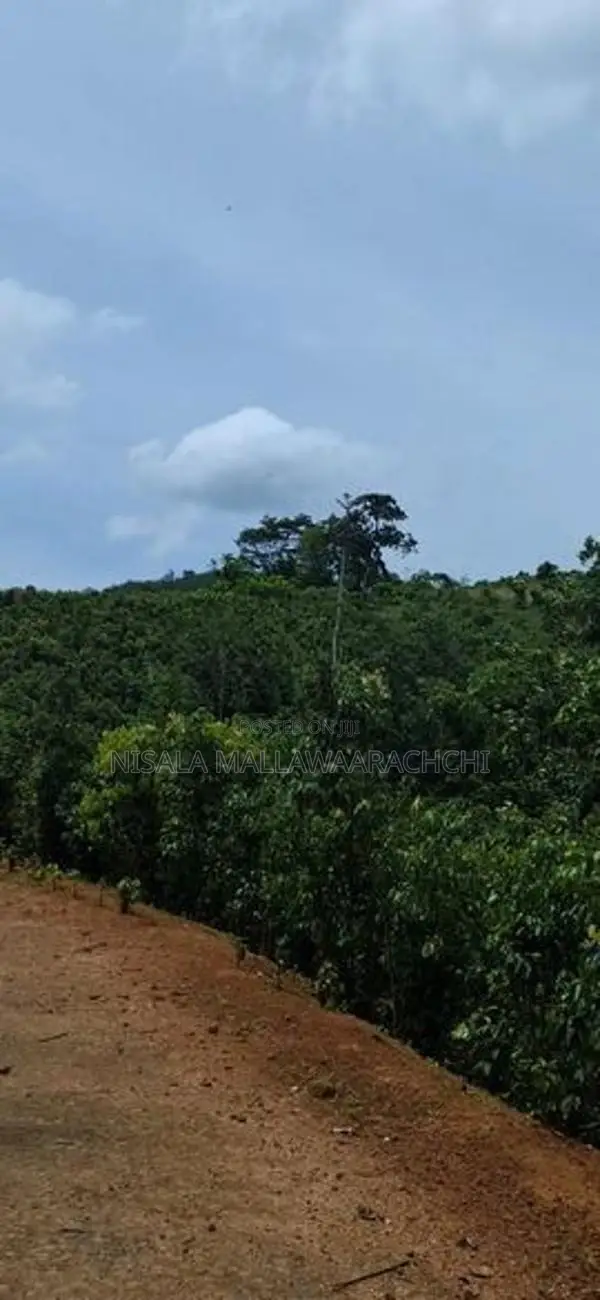 Cinnamon Plantation Land for Sale in Kamburupitiya