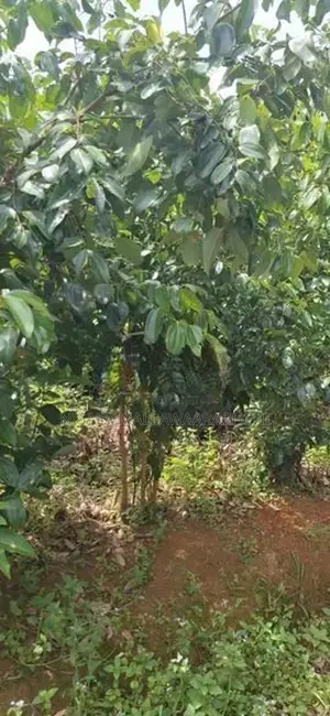 Cinnamon Planted Land for Sale in Mulatiyana Road, Matara