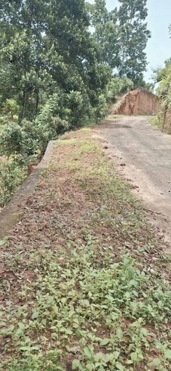Cinnamon Planted Land for Sale in Mulatiyana Road, Matara