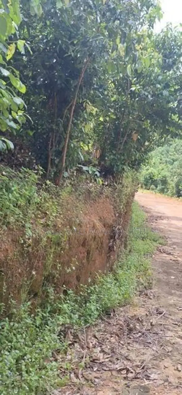 Cinnamon Plantation Land for Sale in Kamburupitiya