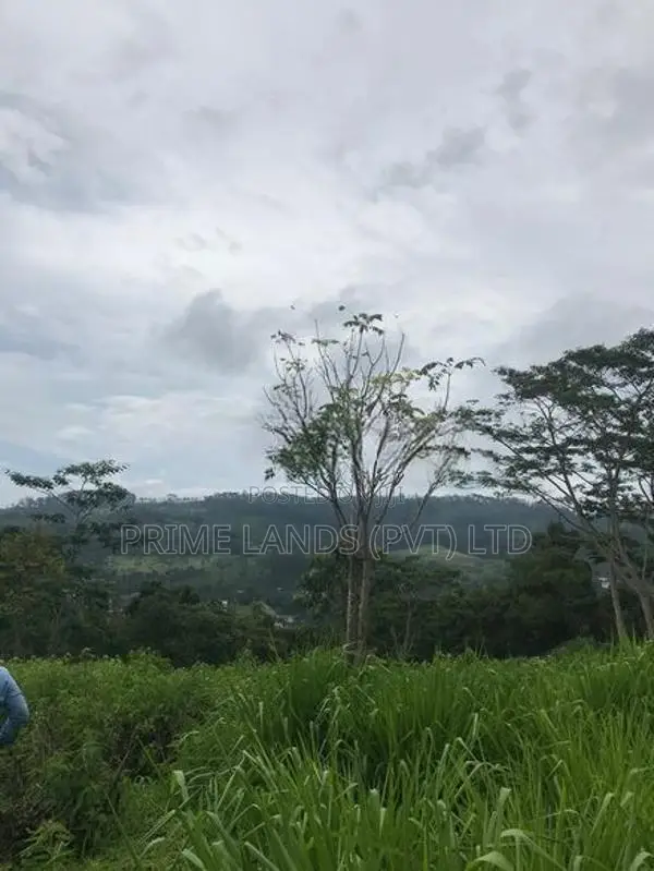 Land for Sale in Pussellawa