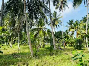 Coconut Land in Marawila - 2 Blocks (100 P each)