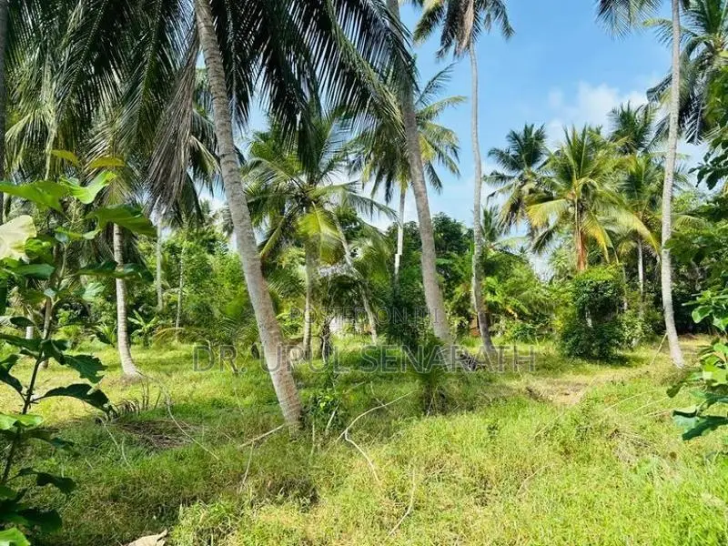 Coconut Land in Marawila - 2 Blocks (100 P each)