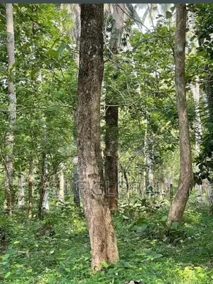 පන්නල – පර්චස් 180ක නිරවුල් ඉඩම මකඳුර