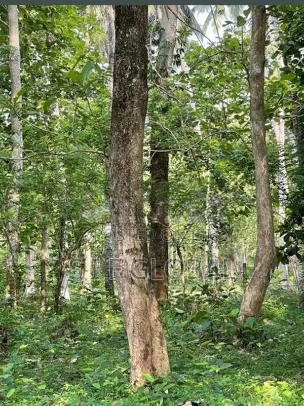පන්නල – පර්චස් 180ක නිරවුල් ඉඩම මකඳුර