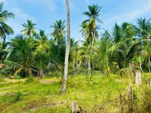 Coconut Land in Marawila - 2 Blocks (100 P each)