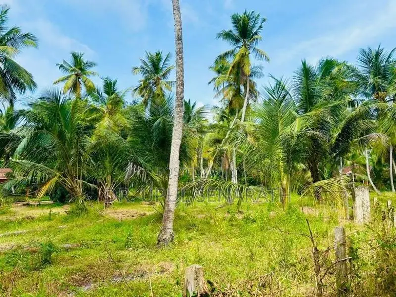 Coconut Land in Marawila - 2 Blocks (100 P each)