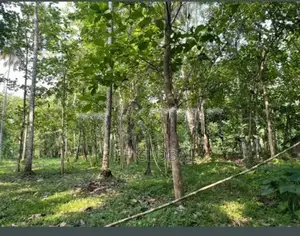 පන්නල – පර්චස් 180ක නිරවුල් ඉඩම මකඳුර