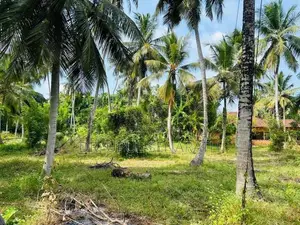 Coconut Land in Marawila - 2 Blocks (100 P each)