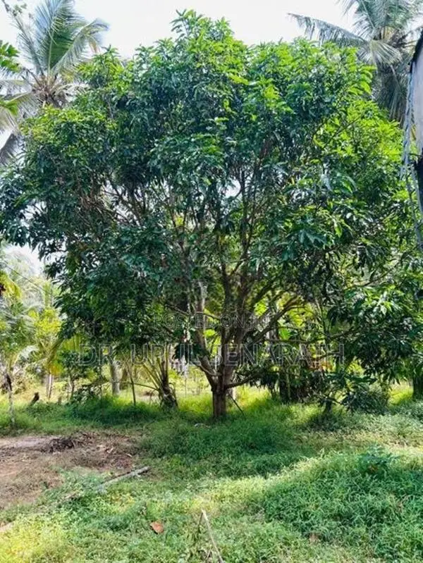 Coconut Land in Marawila - 2 Blocks (100 P each)
