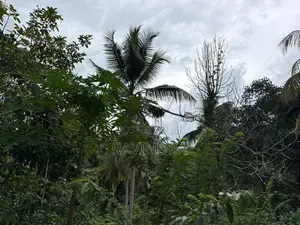 Prime Land for Sale in Pelmadulla