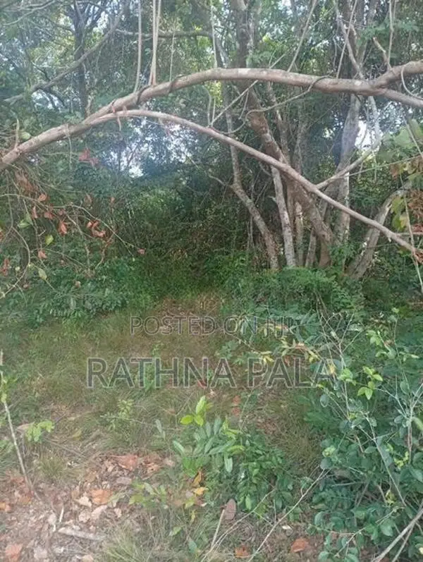 Land for Sale at Sigiriya