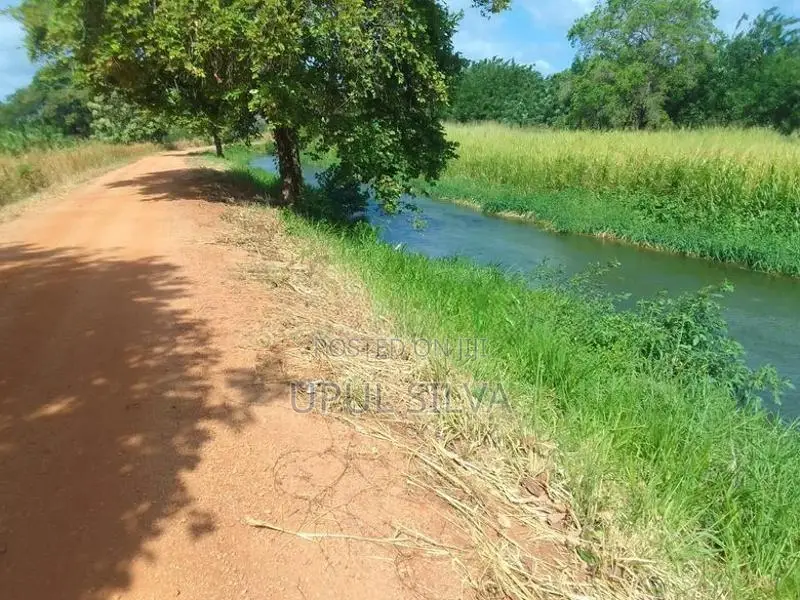 Paddy Field Land for Sale Dambulla