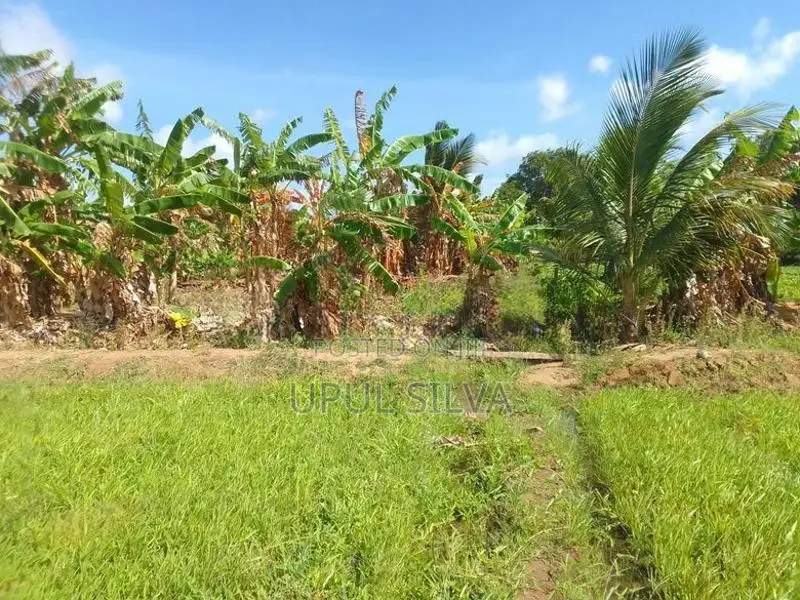 Paddy Field Land for Sale Dambulla