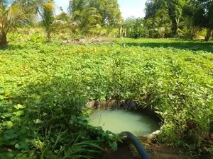 Paddy Field Land for Sale Dambulla