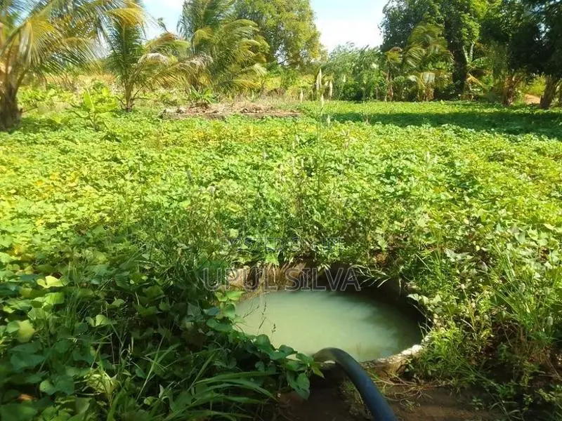 Paddy Field Land for Sale Dambulla