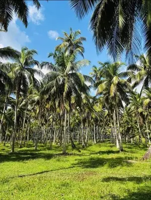 Land For Sale - Mawiela Kuliyapitiya