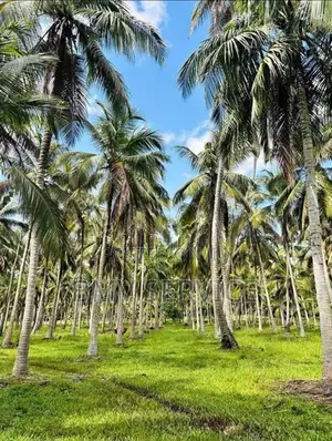 Land For Sale - Mawiela Kuliyapitiya