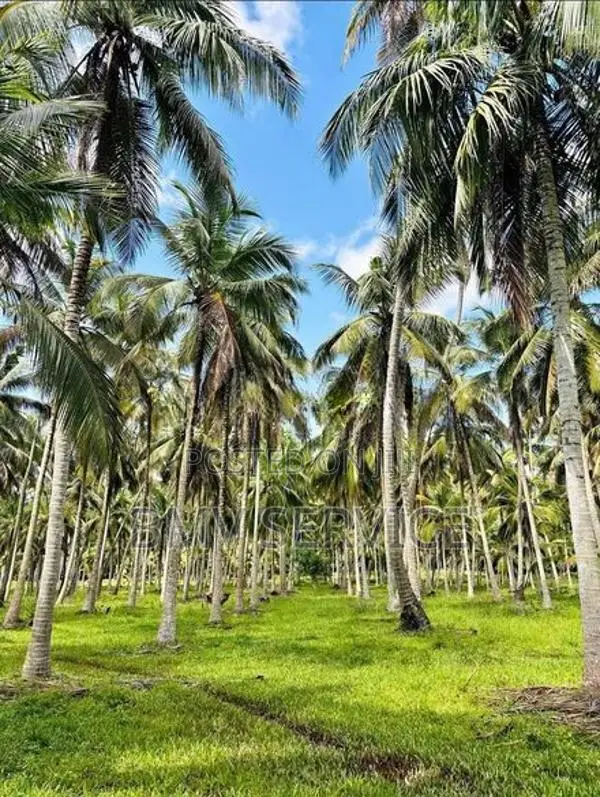 Land For Sale - Mawiela Kuliyapitiya