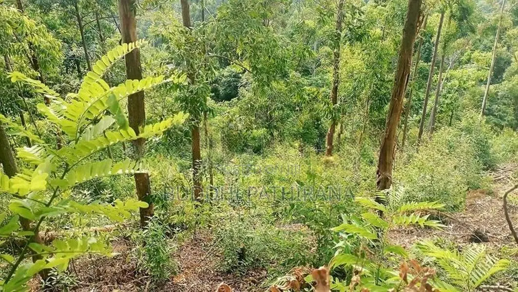 120 Perch Valuable Land for Sale Near Bandarawela Town