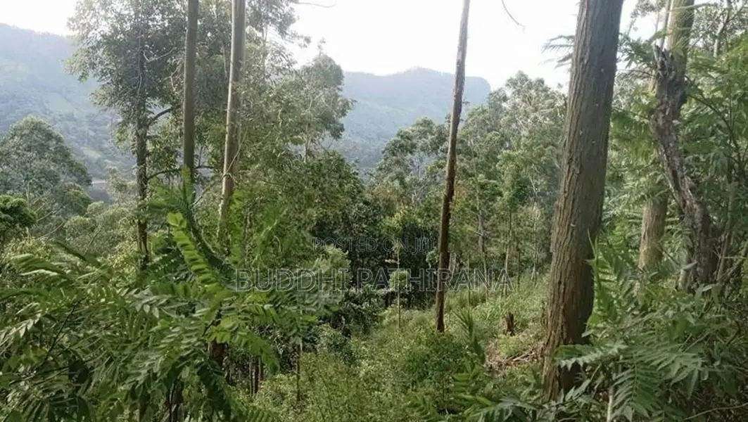 120 Perch Valuable Land for Sale Near Bandarawela Town