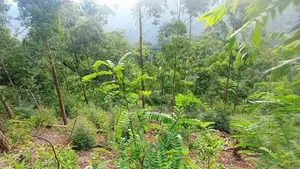 120 Perch Valuable Land for Sale Near Bandarawela Town
