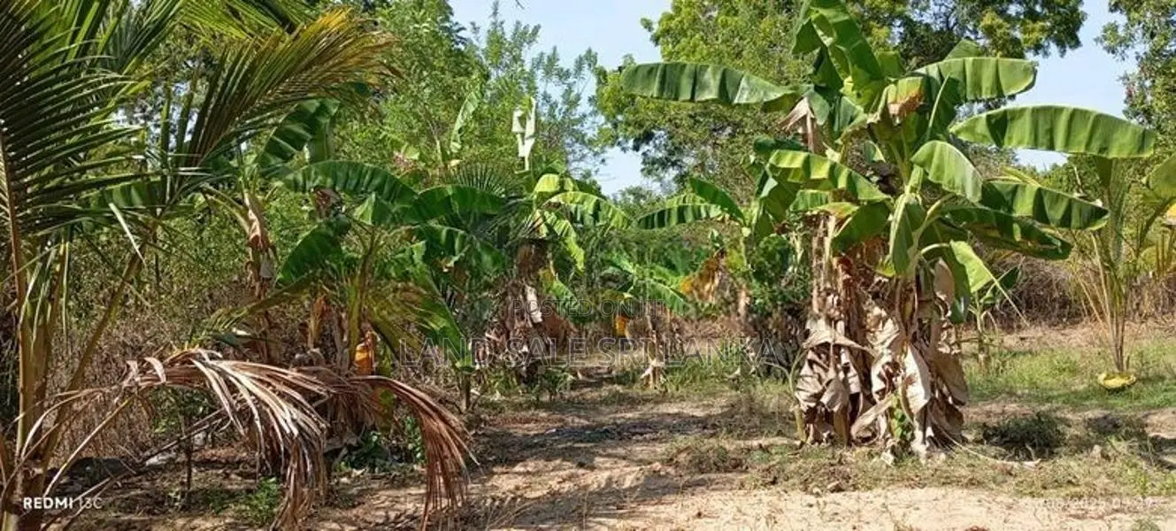 Land for Sale - வளவு விற்பனைக்கு