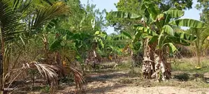 Land for Sale - வளவு விற்பனைக்கு