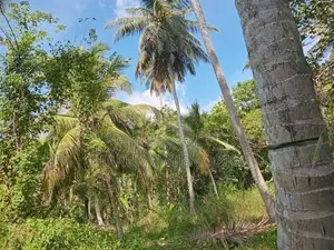 Land for Sale Kuliyapitiya