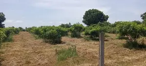 Land for Sale in Tangalla