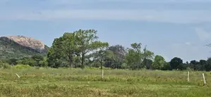 Land for sale in Sigiriya - සීගිරියෙන් ඉඩමක් විකිණීමට